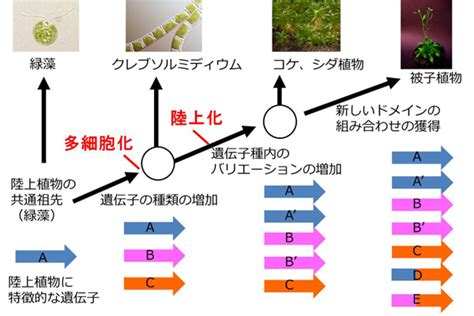 植物化|植物の陸上進出と成長相転換